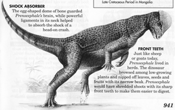 Prenocephale Dinosaur