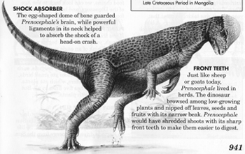  Prenocephale Dinosaur